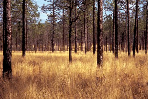 Image result for south carolina pine barrens