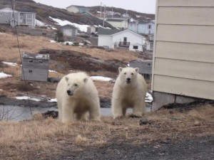 polarbears in newfoundland